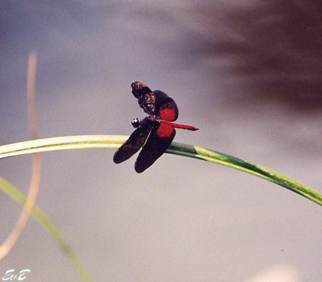 red & black dragonfly | Project Noah