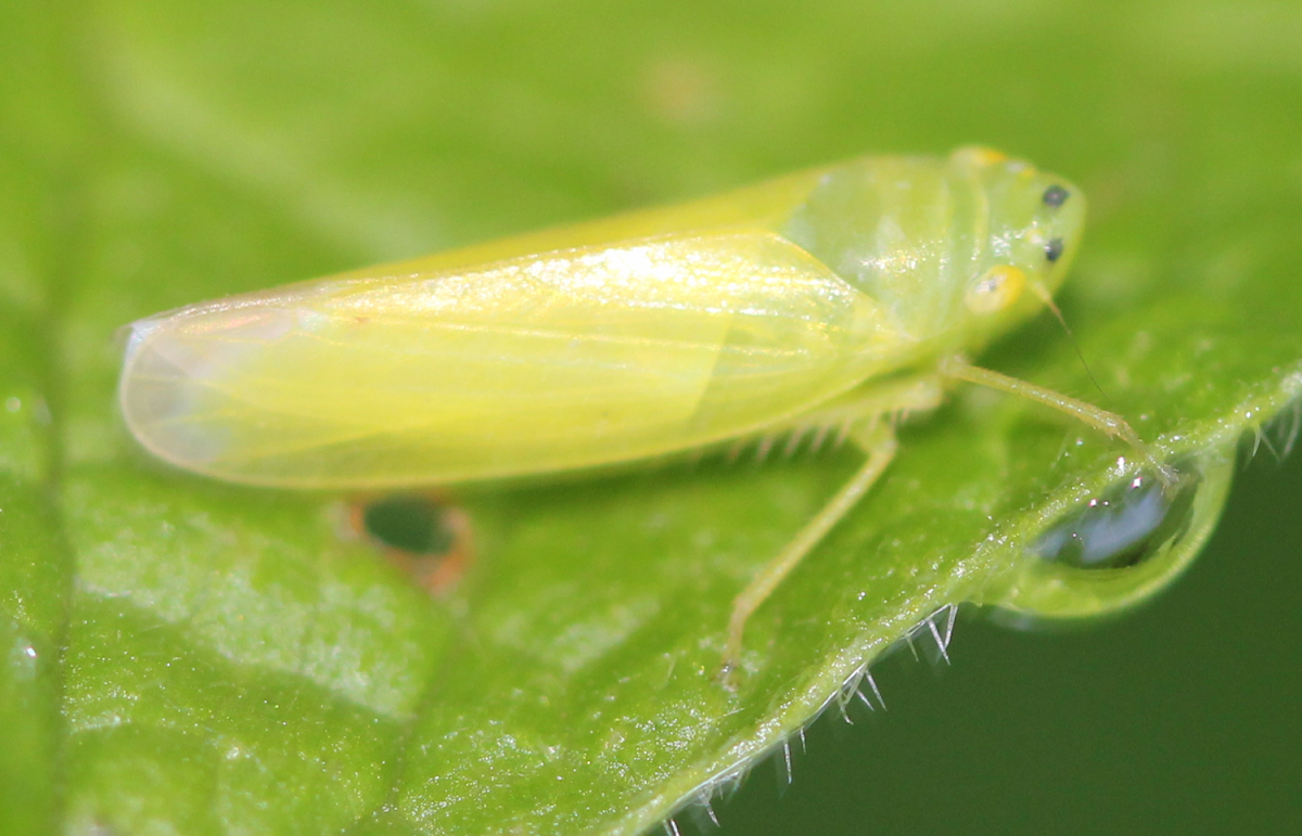 lime green leafhopper