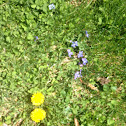 Dandelion and purple wildflowers