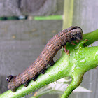 Abbott's Sphinx caterpillar