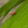 Red Leafhopper