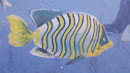 Clown Fish Mural