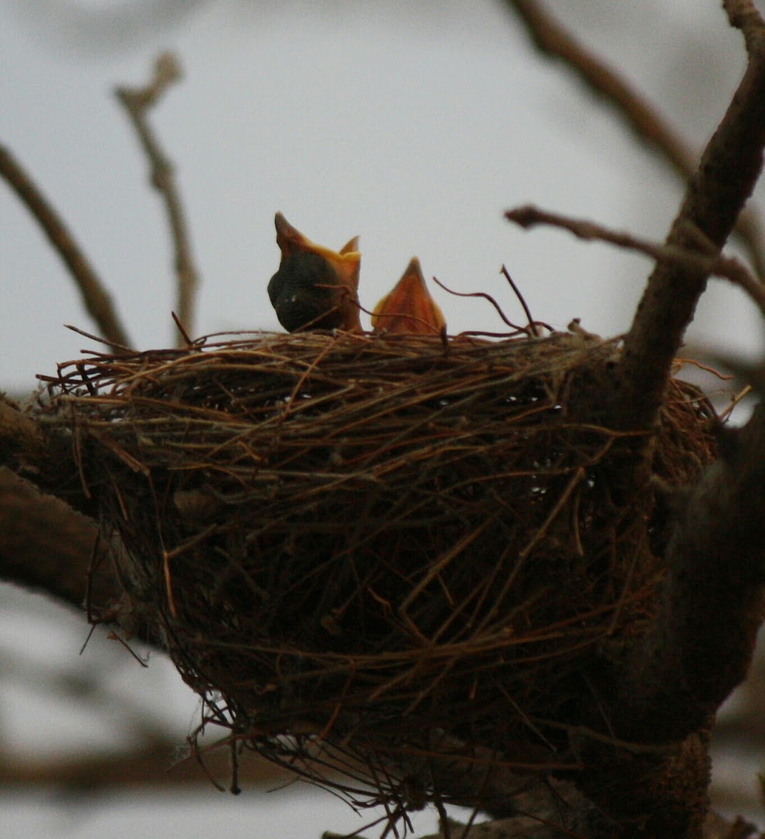 Black Drongo babies