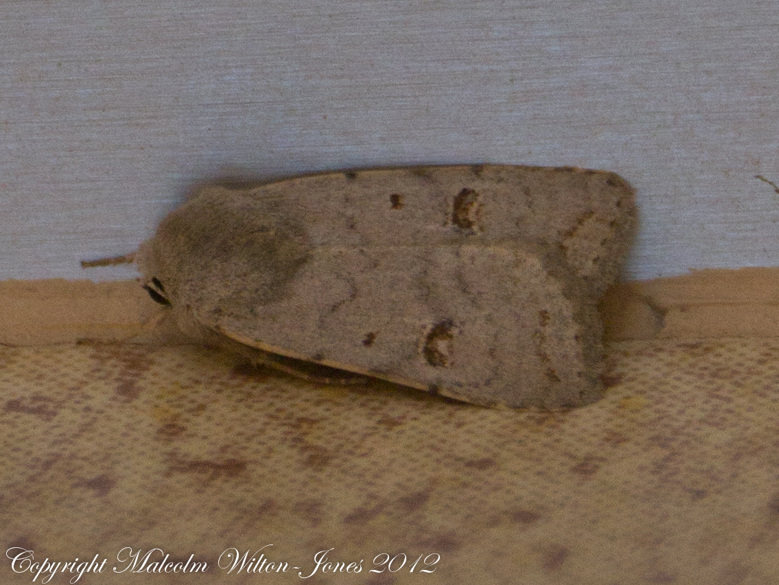 Clancy's Rustic Moth