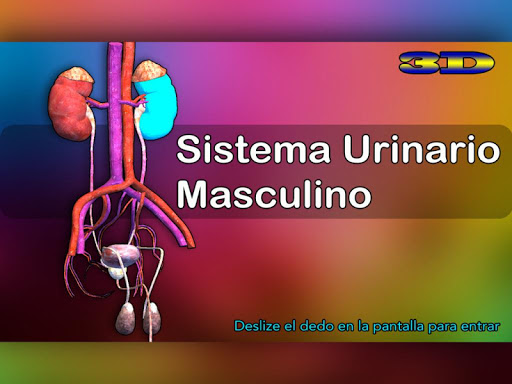 Sistema Urinario Masculino