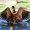Spotted Whistling Duck