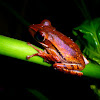 Common tree frog