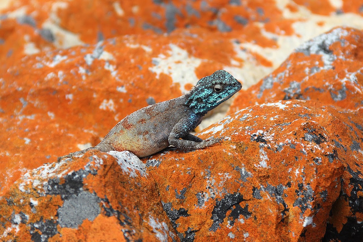 Southern Rock Agama