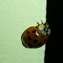 Harlequin Ladybird Beetle