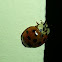 Harlequin Ladybird Beetle