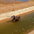 Brown Pelican