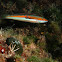 Rainbow wrasse