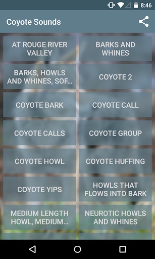 Coyote Sounds