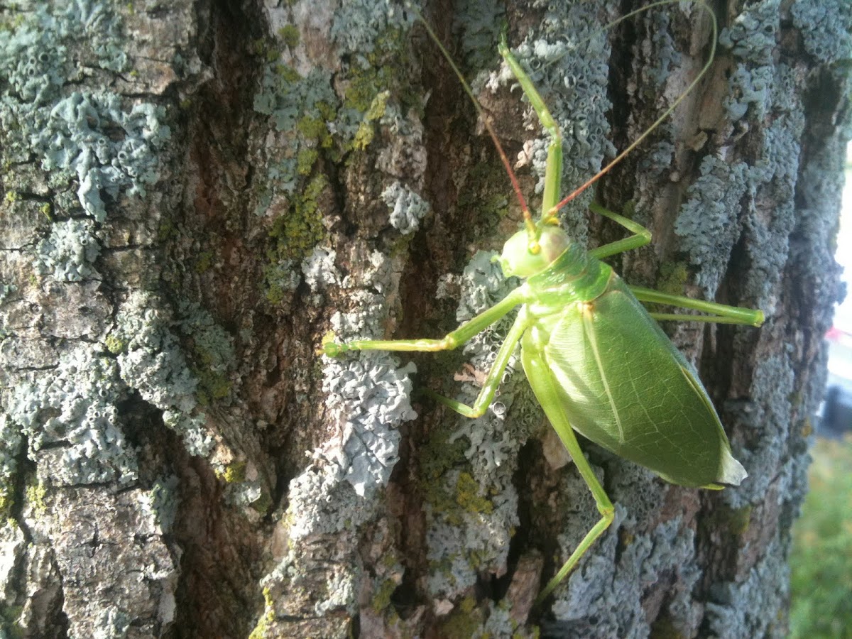 Katydid