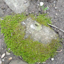 Moss