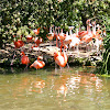 Caribbean Flamingos