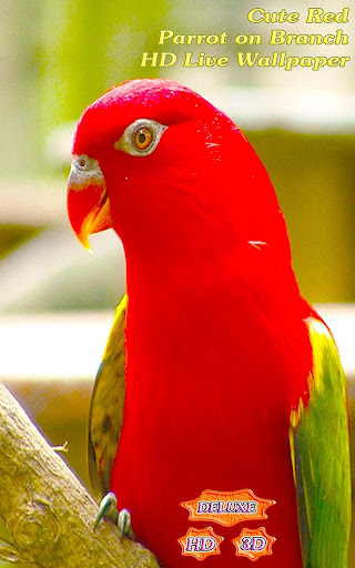 Cute Red Parrot on Next Branch