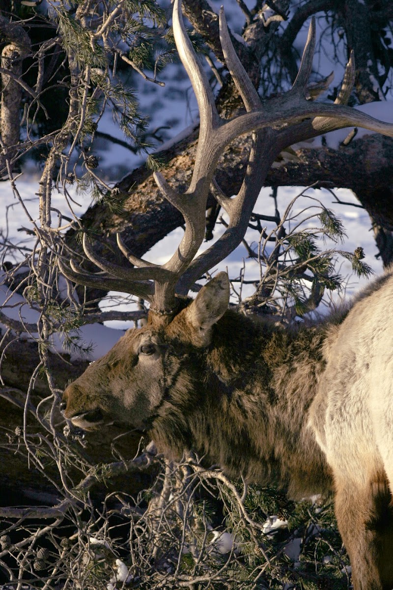 Wapiti or Elk