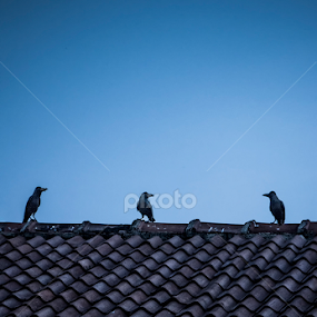 Crows by Ganidu Balasuriya - Buildings & Architecture Other Exteriors