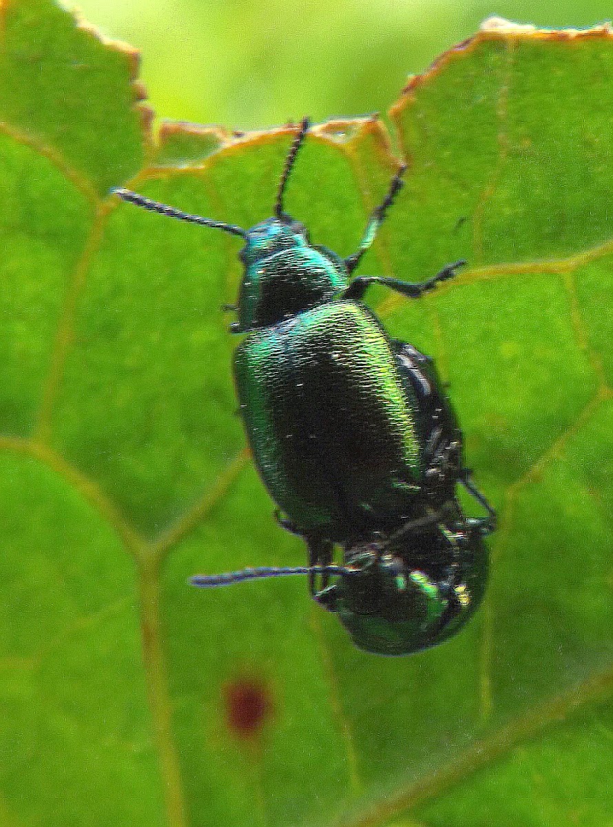 Green Dock leaf beetle