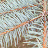 Blue spruce