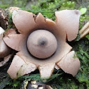 Earthstar Mushroom