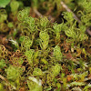 Side-fruited Crisp-moss