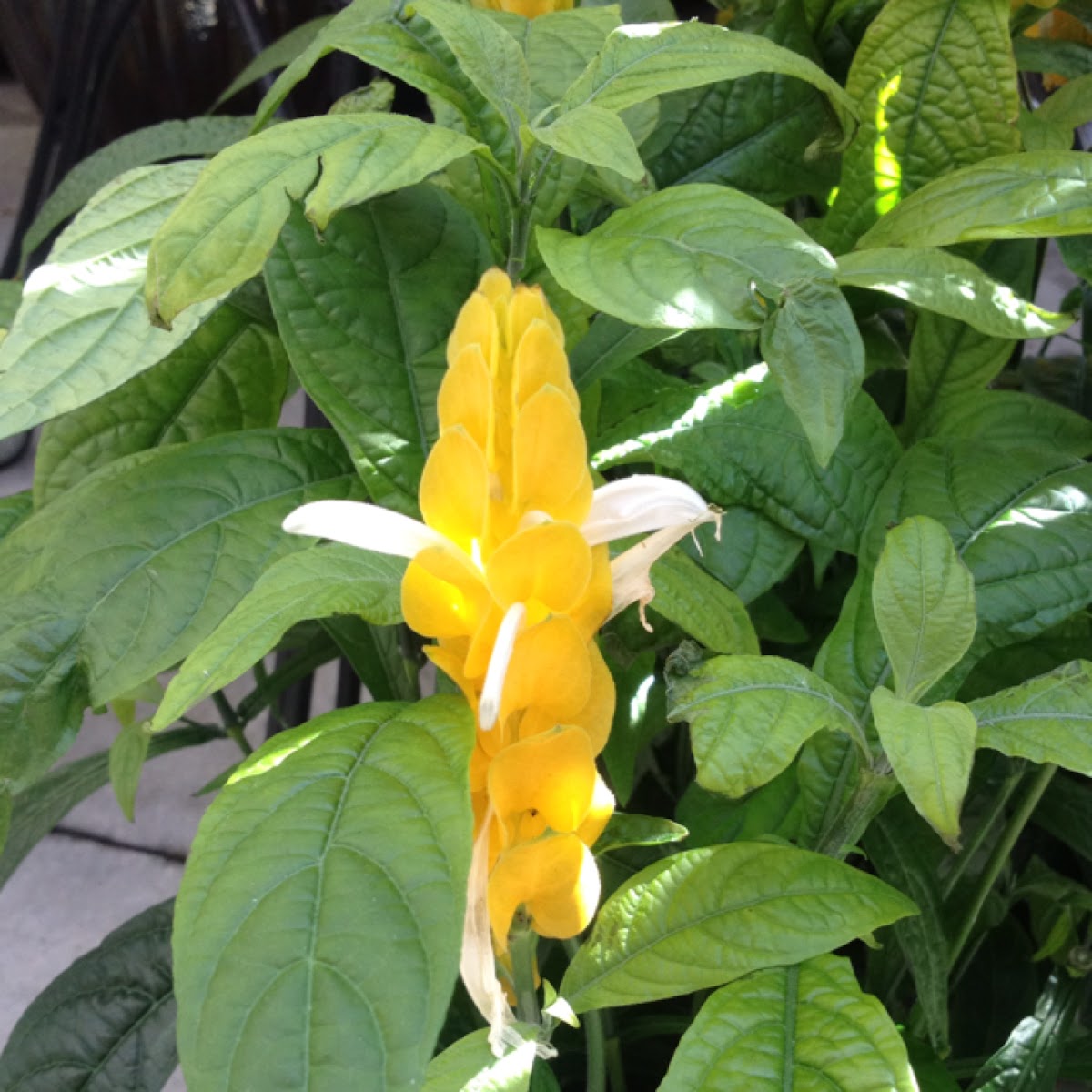 Shrimp plant