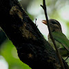 The White-cheeked Barbet