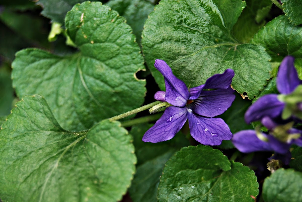 Common Violet Viola odorata