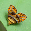 metalmark moth