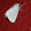 Lymantrid Moth