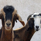 Egyptian Baladi Goats