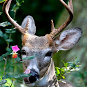 White-tailed Deer (buck)
