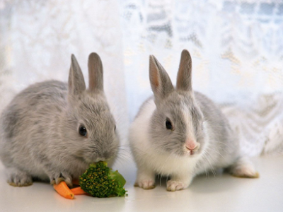 √画像をダウンロード う��ぎ 画像 可愛い 壁紙 589173-うさぎ 画像 可愛い 壁紙 ��料