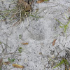 Florida Panther footprint
