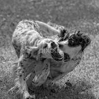by Andrew Lawlor - Black & White Animals