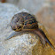 Garden snail, caracol común de jardín