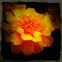 marigold