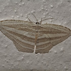 Uraniid Moth