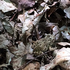 American Toad