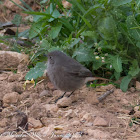 Black Redstart; Colirrojo Tizón