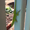 Common Green Lizard