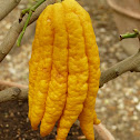 Citron "Main de Budah" (Fingered citron)