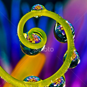 Drops withh passion flower by David Winchester - Nature Up Close Natural Waterdrops