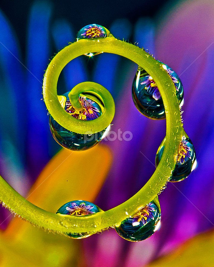 Drops withh passion flower by David Winchester - Nature Up Close Natural Waterdrops