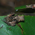 Dome-headed lynx spider