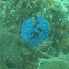 Blue bell Tunicates