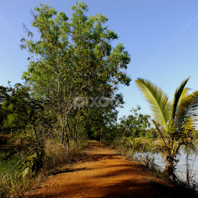 by Sayantan Das - Nature Up Close Trees & Bushes