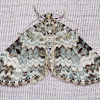 Double-banded Carpet